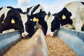 Cattle Feed Prices In South Africa